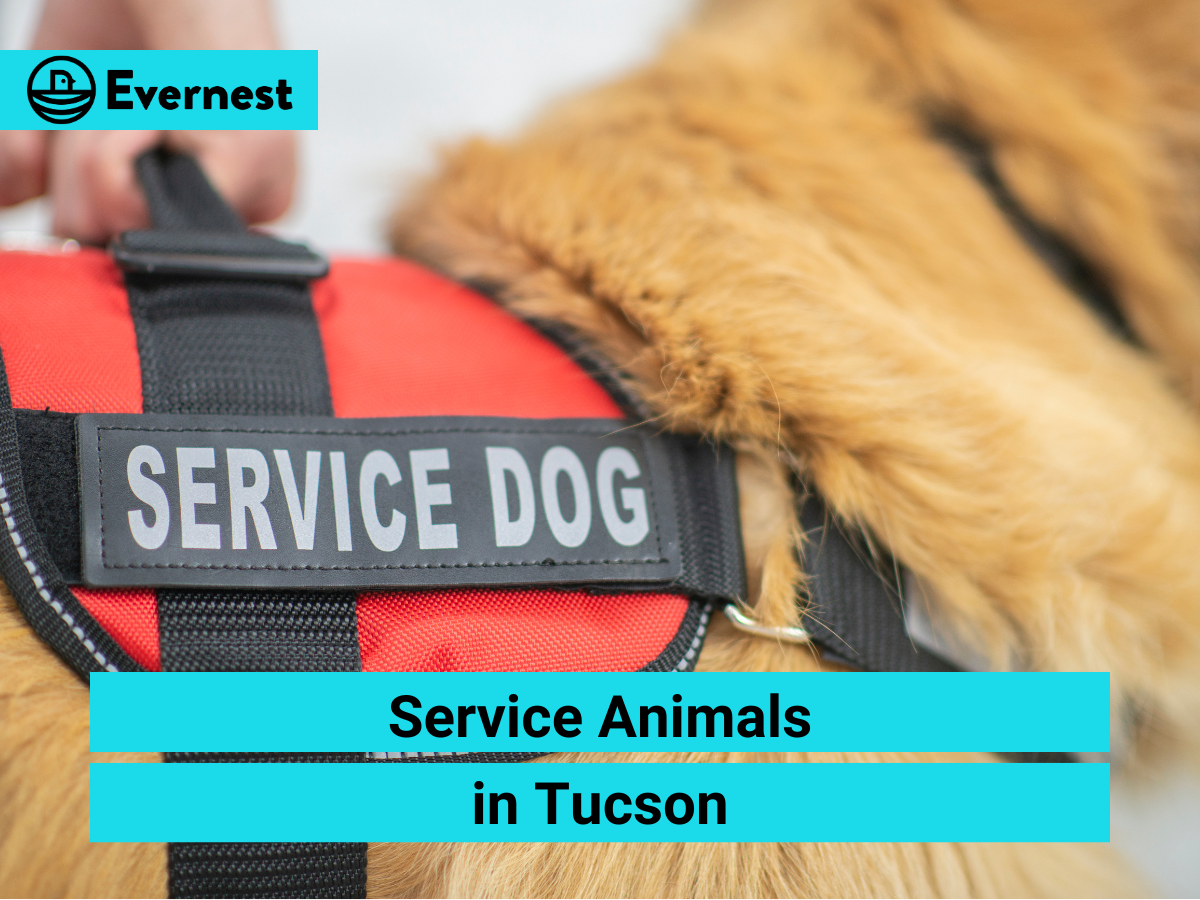 Service Animals in Tucson: Everything Landlords Need to Know